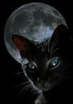 Ysa-chat